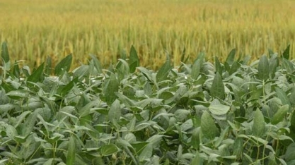 Pela primeira vez, preço da saca de arroz supera o da soja