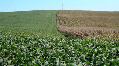 EUA: USDA deve reduzir estimativas de produção para soja e milho