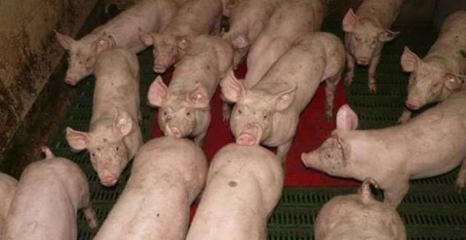 Hong Kong deve abater 1.900 suínos após casos de peste suína africana