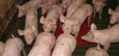 Hong Kong deve abater 1.900 suínos após casos de peste suína africana