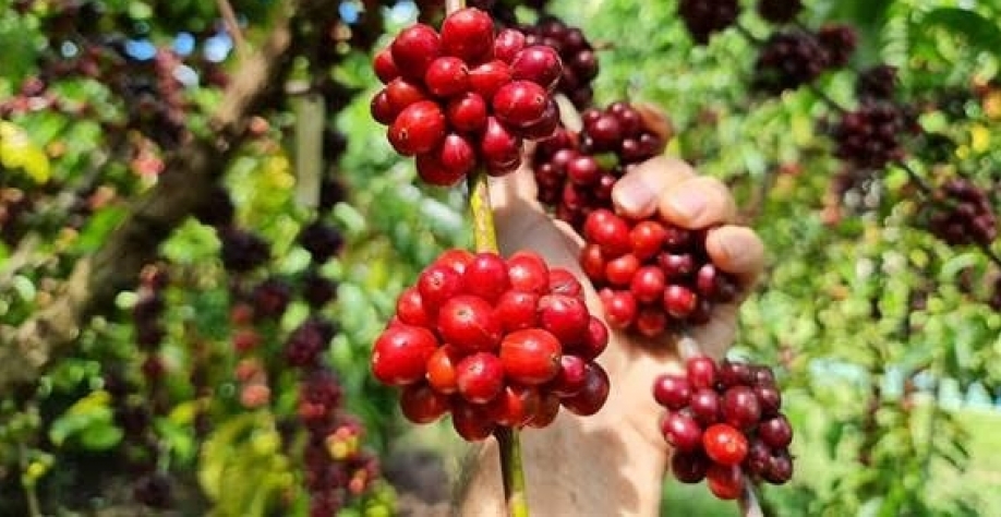 Onda de calor extremo no Brasil impulsiona rali do café robusta
