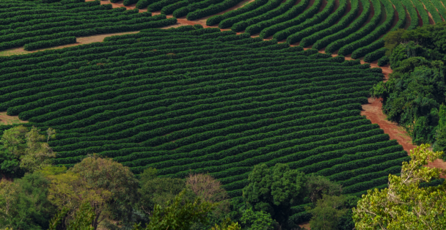  Café: Banho de sangue! – Por Marcelo Fraga Moreira