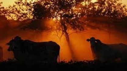 Entenda o impacto do El Niño na pecuária - Por Lygia Pimentel