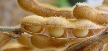 Clima tira brilho da safra de soja, mas é cedo para ver quebra