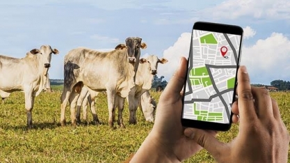 Por que a pecuária rastreada é caminho sem volta na Amazônia