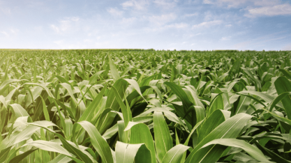 Produtores de cana e Unica acordam revisão do sistema Consecana em SP