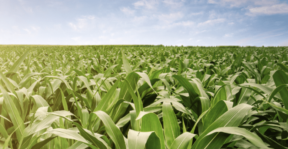 Stonex estima produção de 642,6 mi de t no Centro-Sul em 2023/24, +17,2%