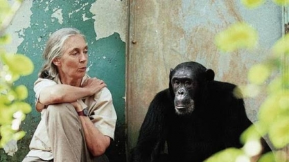 Não somos imunes à extinção, diz Jane Goodall