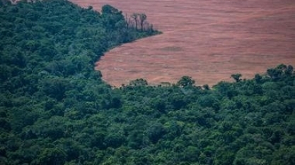 Pecuária pode desmatar 3 mi de hectares se não houver melhora na fiscalização