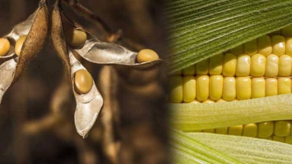 Empresários do agronegócio dos EUA visitam China em busca de negócios