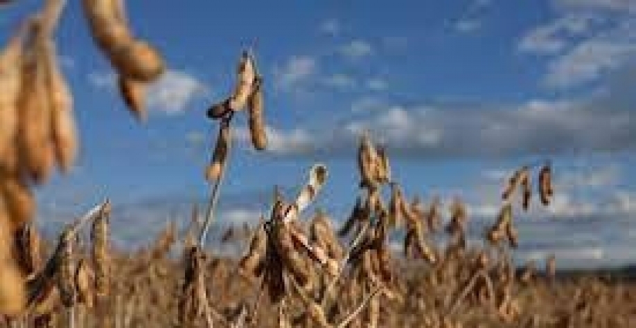 Safras reduz previsão de colheita de soja em 1,15%, mas ainda vê recorde
