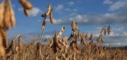 Safras reduz previsão de colheita de soja em 1,15%, mas ainda vê recorde