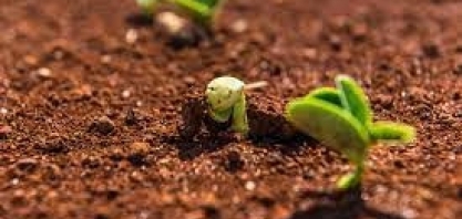 ADM inicia no Brasil projeto de agricultura regenerativa com foco em soja