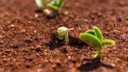 ADM inicia no Brasil projeto de agricultura regenerativa com foco em soja