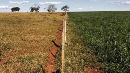 Recuperação de pasto degradado é a nova “fronteira agrícola”