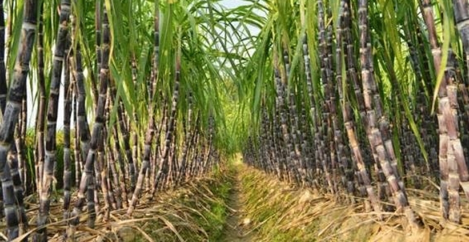 Safra de cana até setembro é a mais produtiva em 20 anos, diz CTC