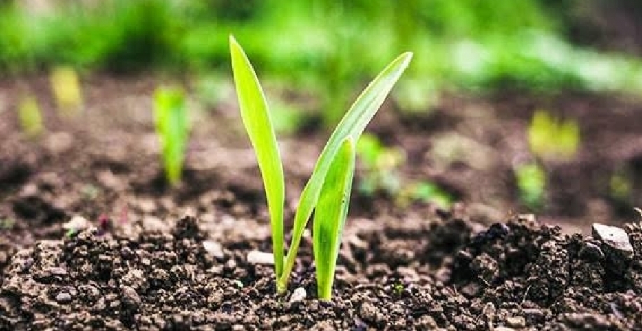 Agro regenerativo entra na agenda de marcas, produtores e consumidores