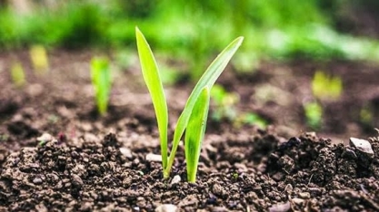 Agro regenerativo entra na agenda de marcas, produtores e consumidores