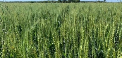 StoneX corta previsão de safra de trigo e eleva necessidade de importação