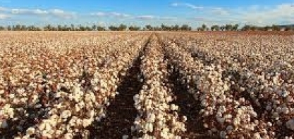 Produtor de MT avalia perdas na soja e antecipa safra de algodão 