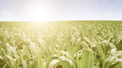 Cana/CTC: Produtividade média cresce 21,5% no acumulado da safra 2023/23