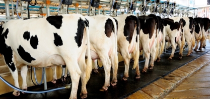 Produtores estão sufocados com importação de leite em pó subsidiado