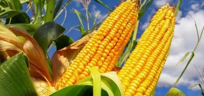 Milho: Análise Conjuntural Agromensal Dezembro/23 do Cepea/Esalq/USP