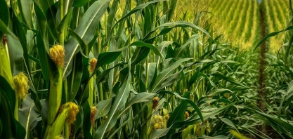 Seca no Brasil afeta vendas de fertilizantes para milho 2ª safra 
