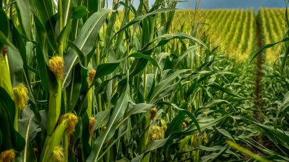 Seca no Brasil afeta vendas de fertilizantes para milho 2ª safra 