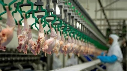  Frango: Exportações em novembro caem 13,5% em novembro