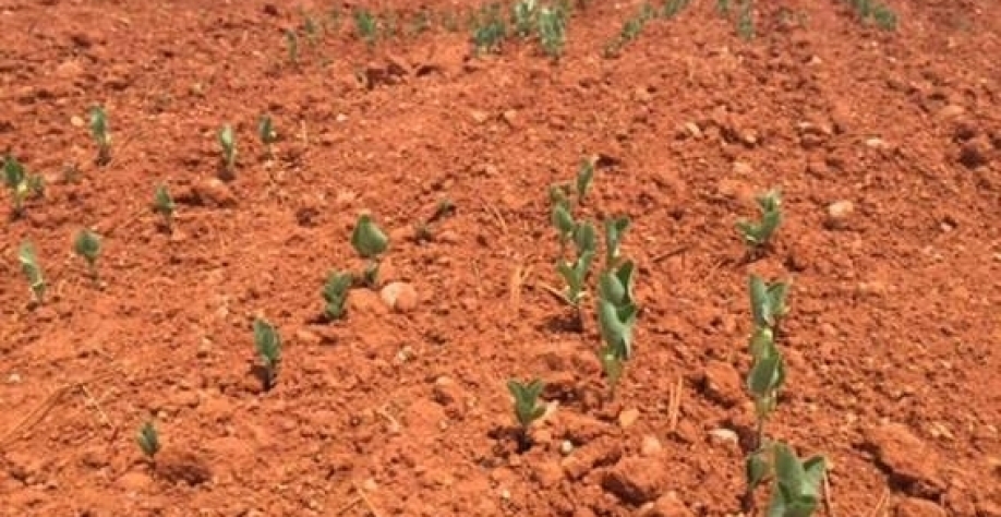 El Niño: Sojicultor enfrenta escassez de sementes com replantio