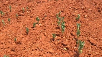 El Niño: Sojicultor enfrenta escassez de sementes com replantio