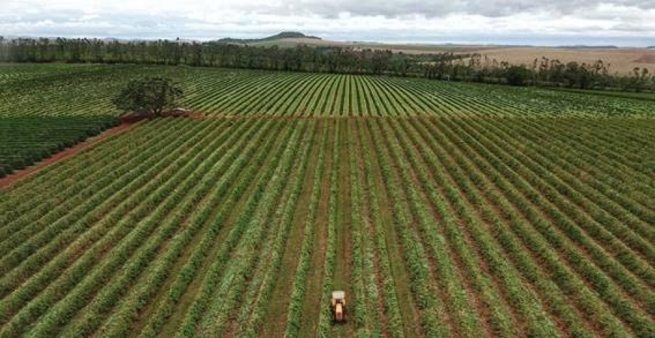 Área de café em formação cai 9% 
