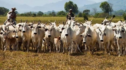 O que recorde nos abates de bovinos diz sobre 2023 e aponta para 2024?