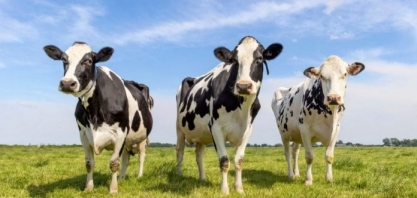 Gigantes do leite prometem reduzir o metano em suas cadeias de produção