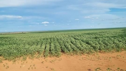 Soja/MT: Produtores estimam que quebra por El Niño pode superar 30%   