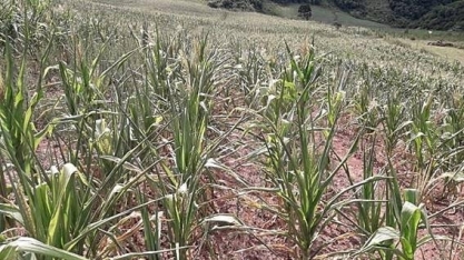 Clima faz país perder 4 milhões de toneladas de grãos