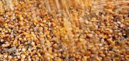 Produtores de sementes de milho da China dobrarm plantio de transgênicos