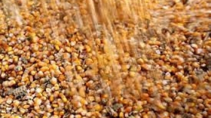 Produtores de sementes de milho da China dobrarm plantio de transgênicos