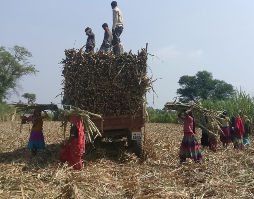 Índia planeja desencorajar a produção de etanol para priorizar açúcar