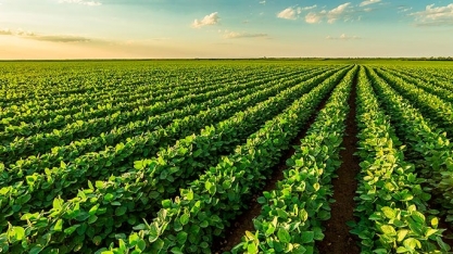 Queda de preços faz produtor colocar menos recurso na soja 