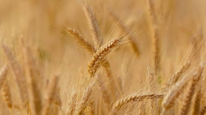 Conab corta safra de trigo em 15% e vê menor estoque em mais de 20 anos