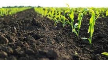 COP28: 5 caminhos da agropecuária para ajudar a resolver a crise climática