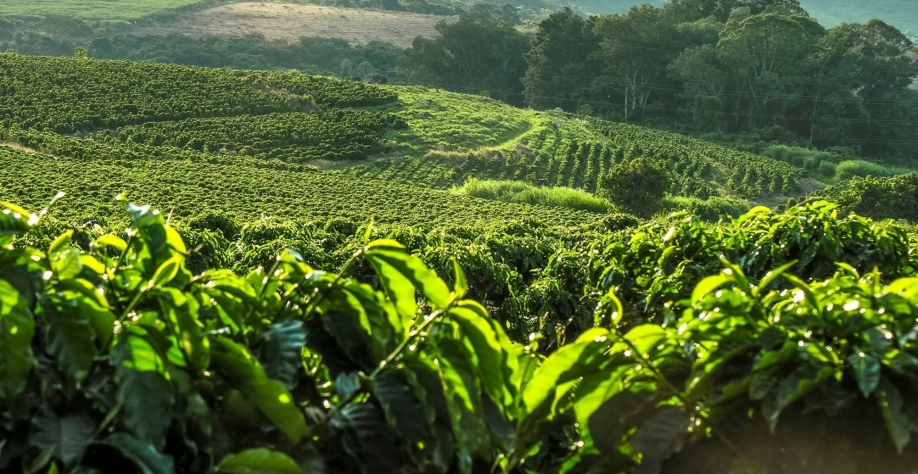 Café: Análise Conjuntural Agromensal Dezembro/23 do Cepea/Esalq/USP