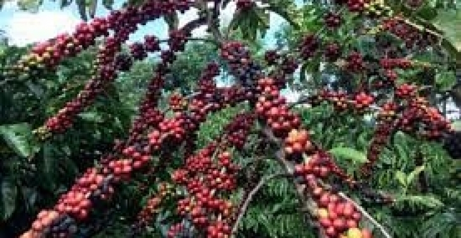 ES: Cooabriel vê quebra de até 25% na safra 2024 de café conilon