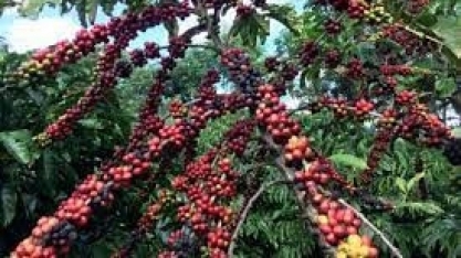 ES: Cooabriel vê quebra de até 25% na safra 2024 de café conilon