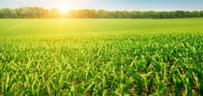 Atraso no plantio de verão fará Brasil semear 400 mil/há a menos de milho
