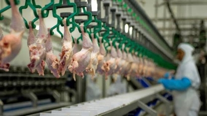 Carne de frango: Exportação em 2023 pode ter alta de 6,6% ante 2023