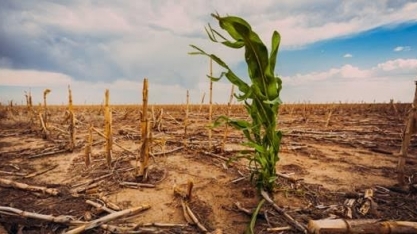 Agro começa a sentir os efeitos de eventos climáticos extremos