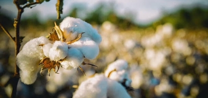Produção global de algodão deve somar 24,91 mi/t em 2023,24, + 0,28%